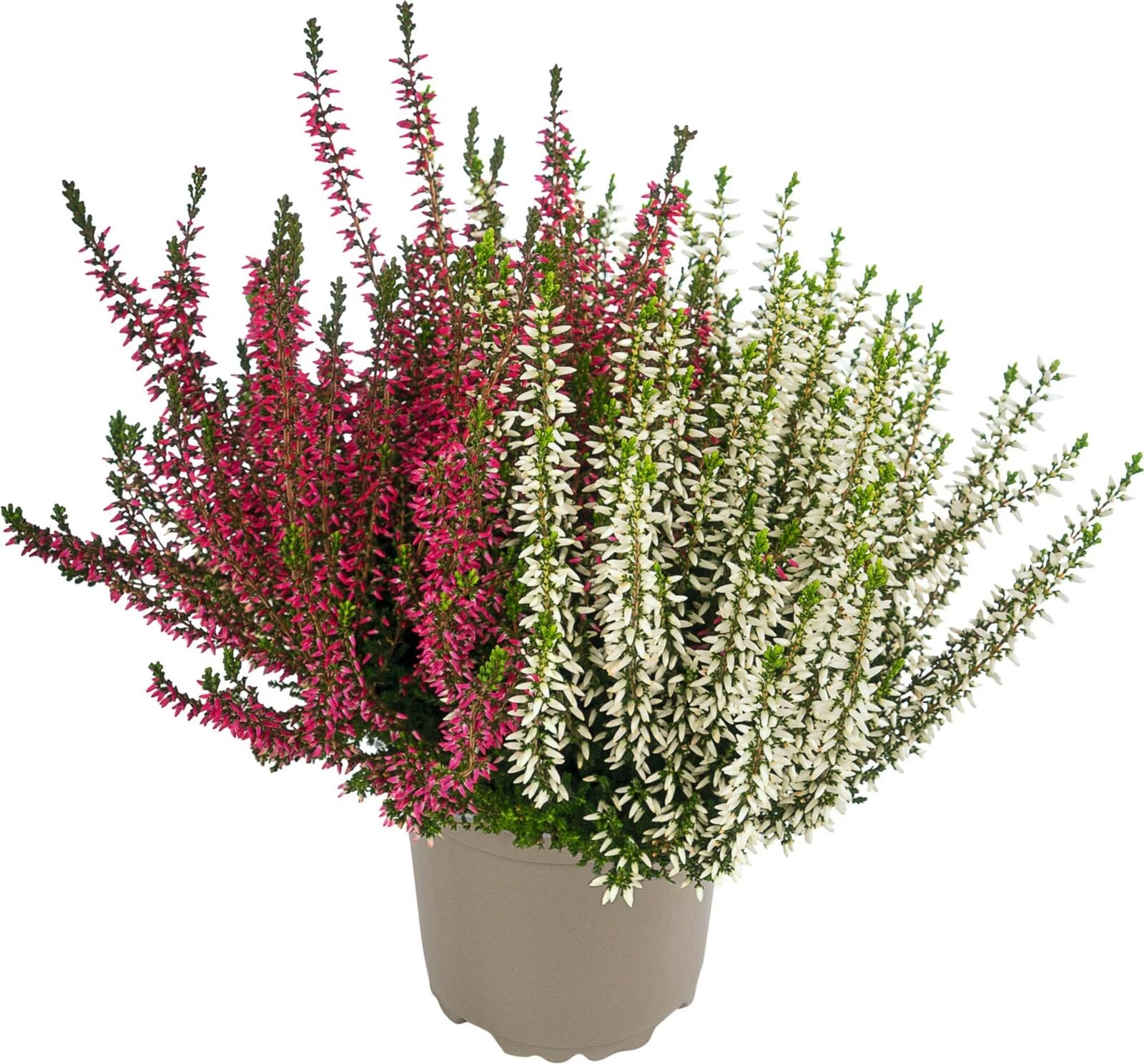 Calluna Lateline bicolor P10.5 cm