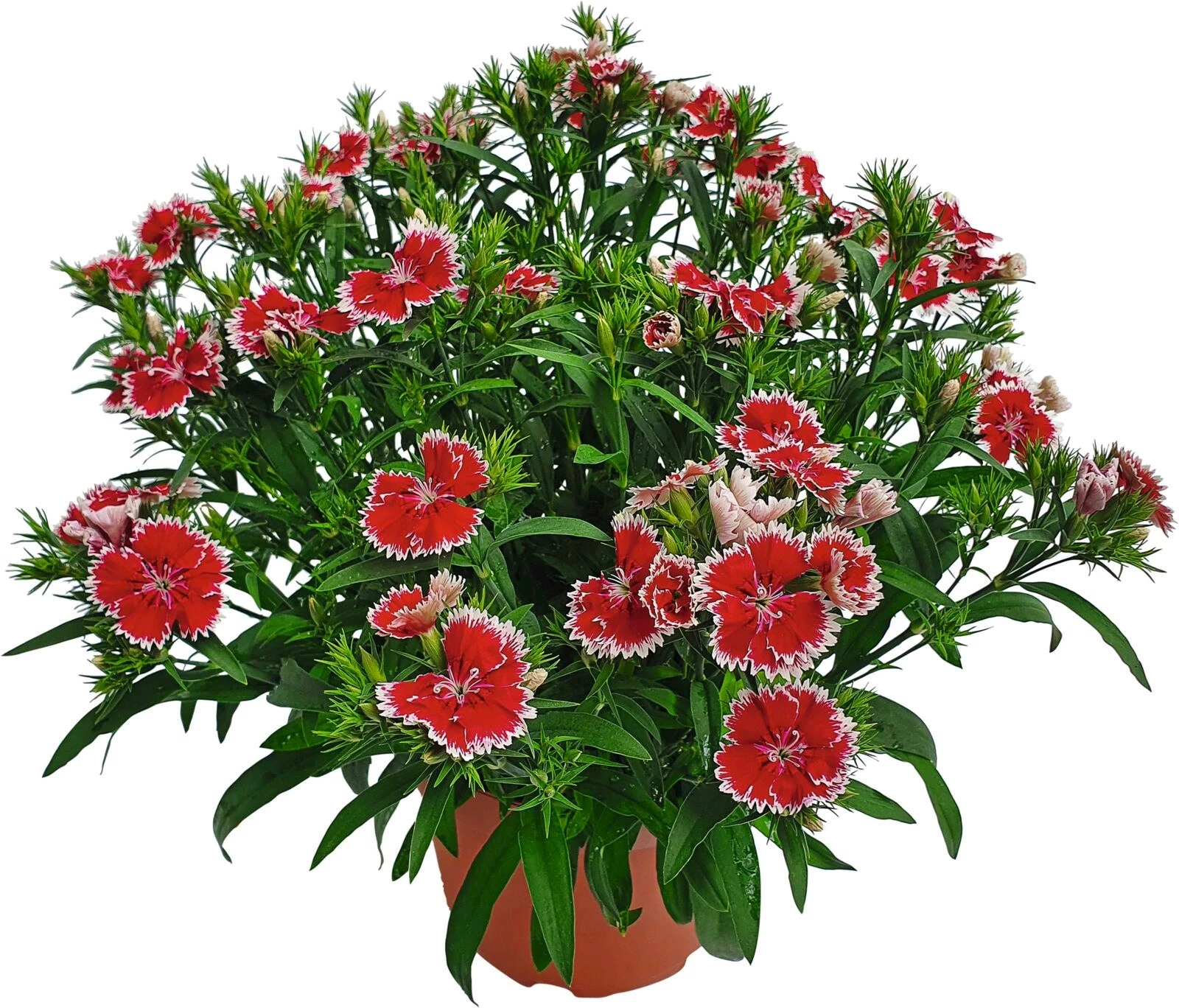 Dianthus Summer Diamonds P23 cm