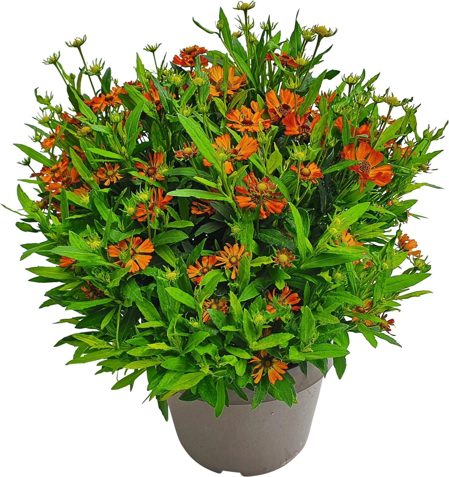 Helenium autumnale P23 cm