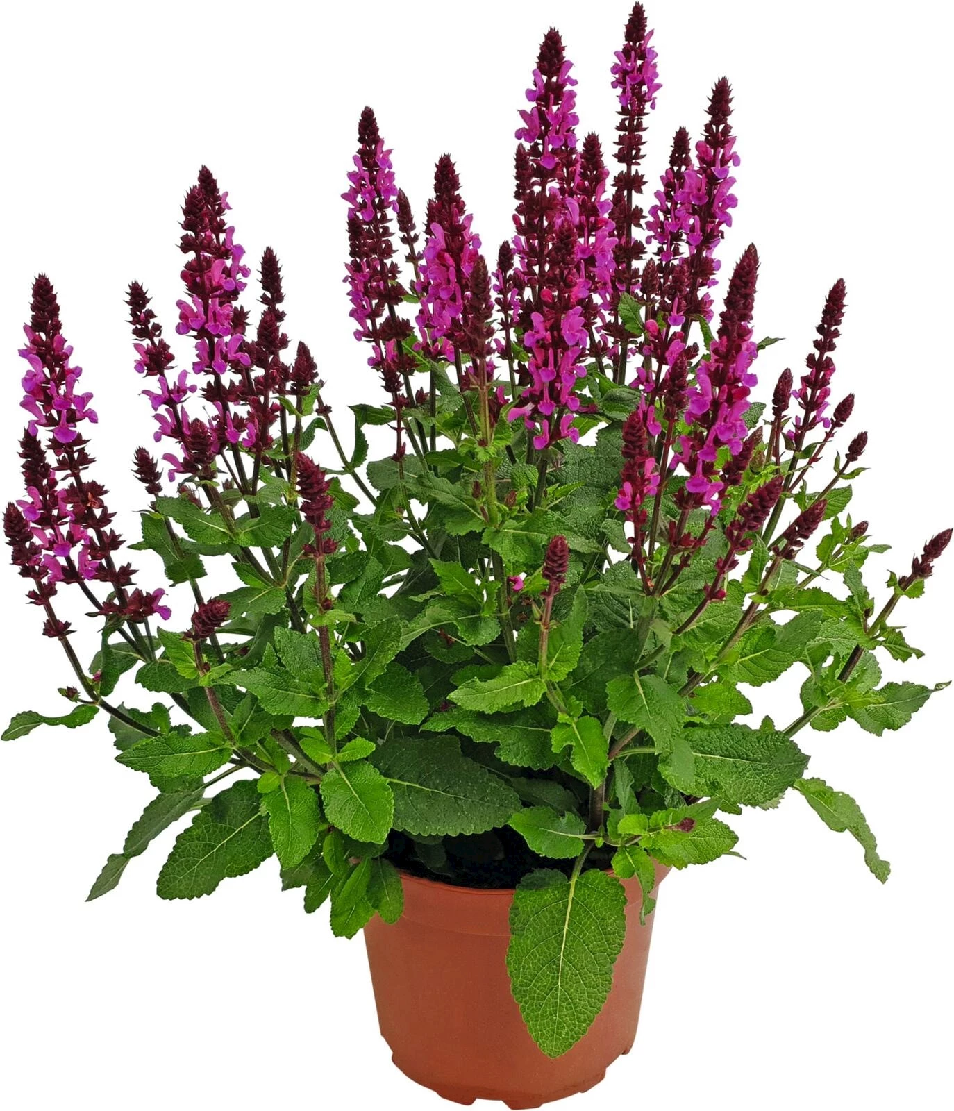 Salvia Sensation P23 cm