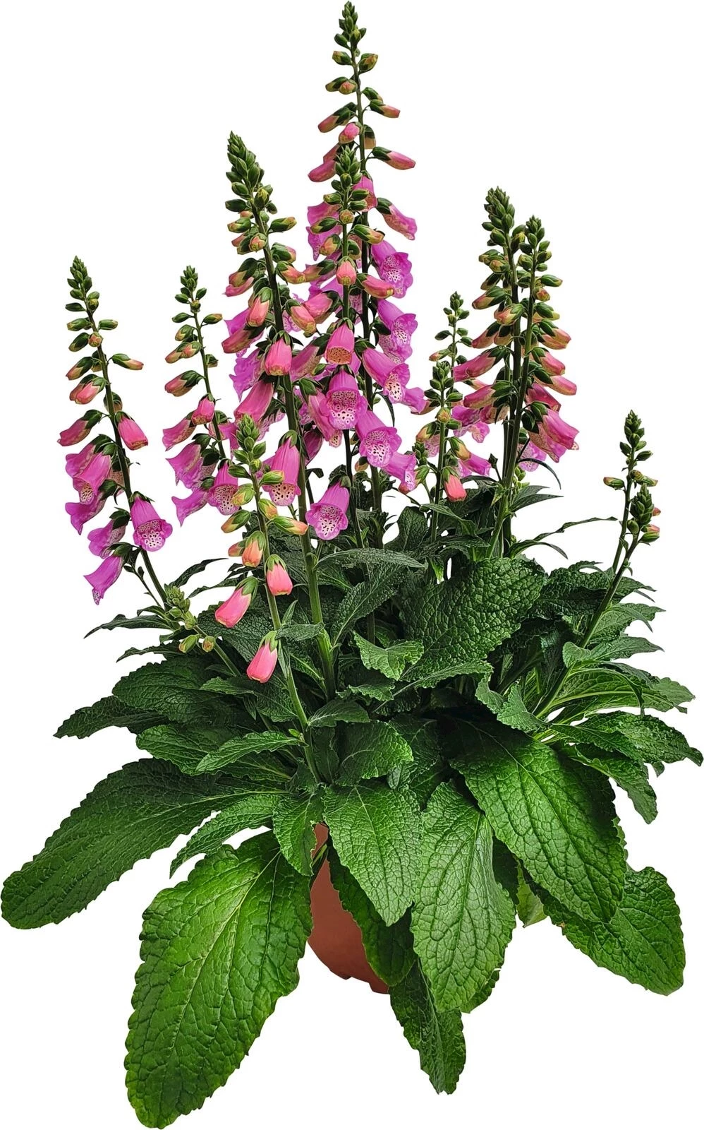 Digitalis Pink Panther P23 cm