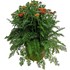 Achillea millefolium P23 cm