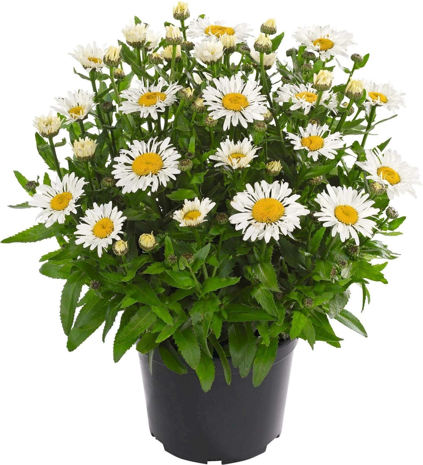 Leucanthemum Ooh-La-Lacrosse P23 cm