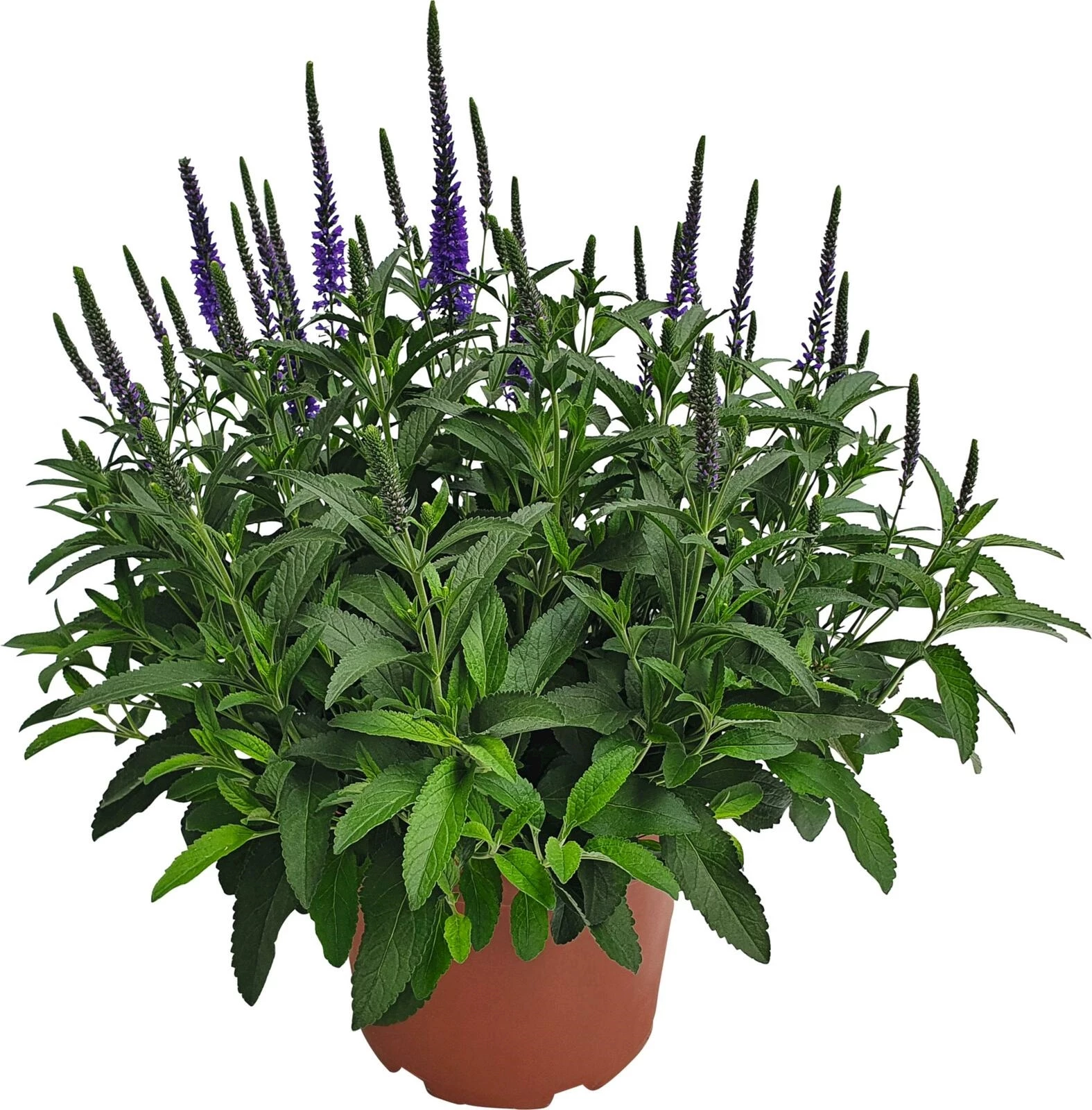 Veronica Anniversary P23 cm