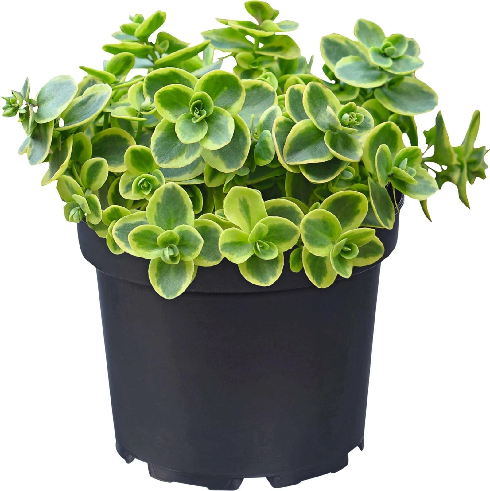 Sedum Sunsparkler P17 cm