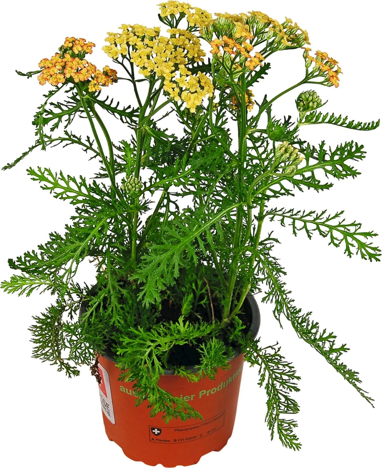 Achillea P12 cm