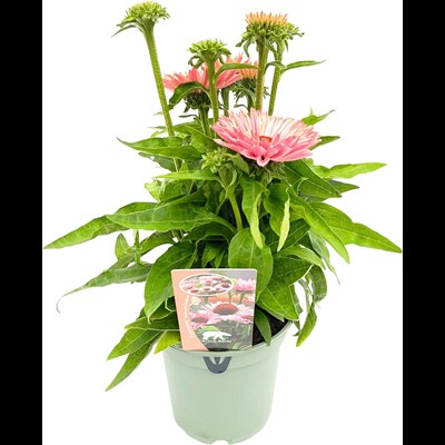 Echinacea Pastell P17 cm