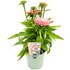 Echinacea Pastell P17 cm