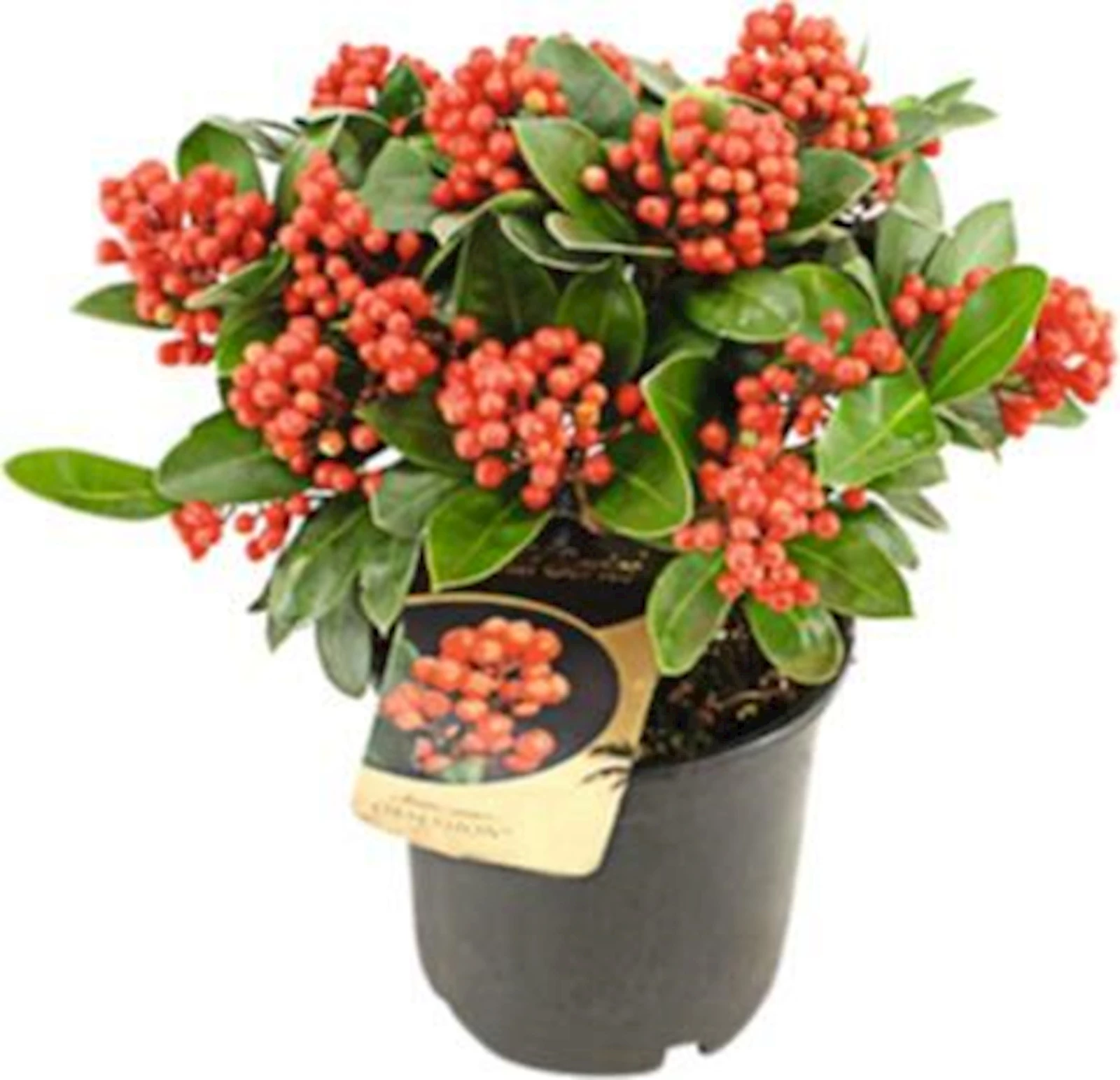 Skimmia Obsession XXL P19 cm
