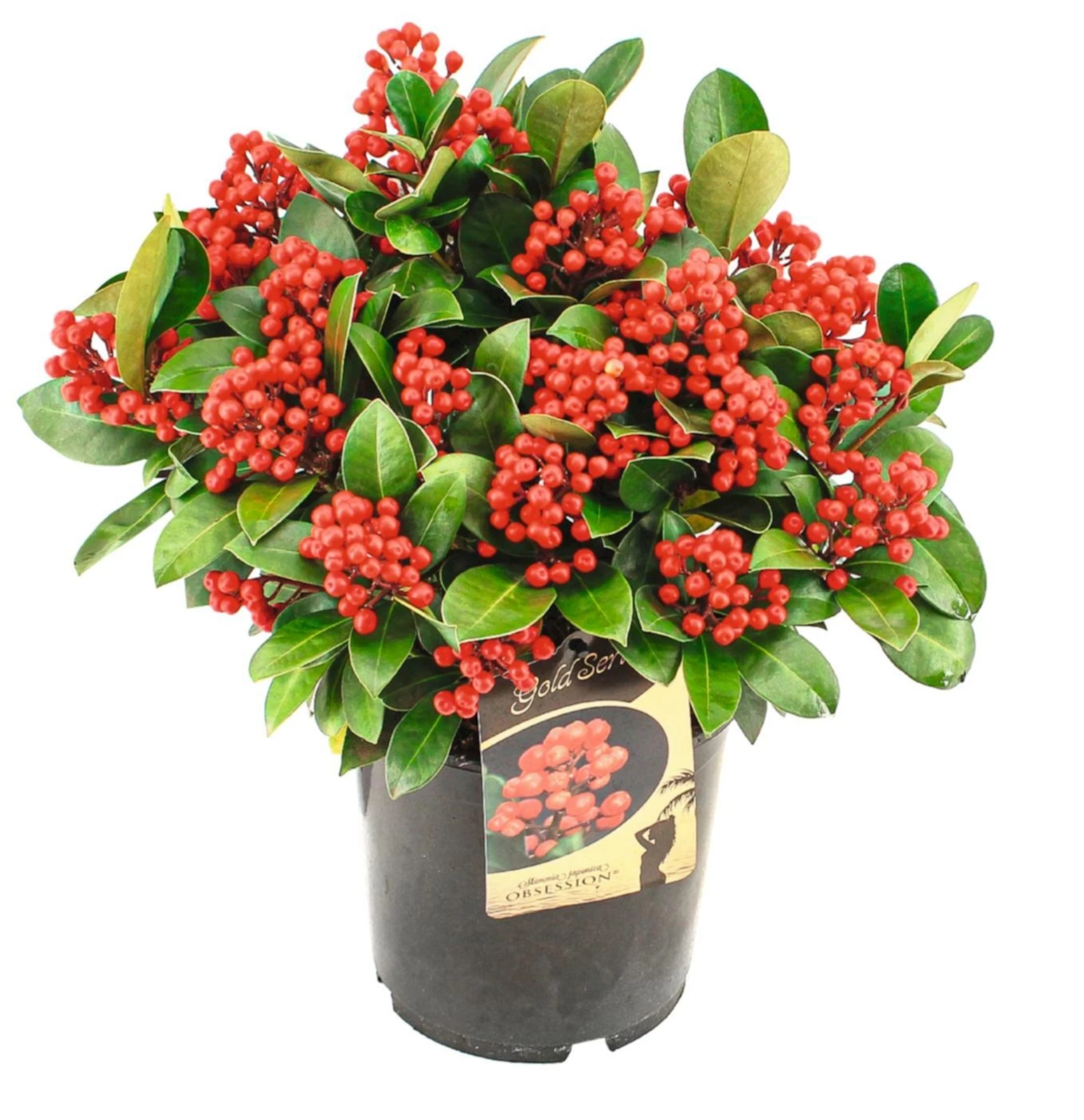 Skimmia Obsession XXL P19 cm