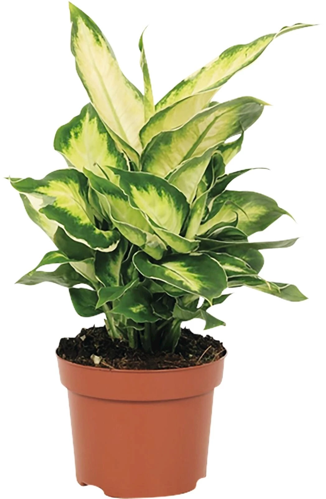 Grünpflanze grossblätterig P12 cm kaufen - Zimmerpflanzen - LANDI