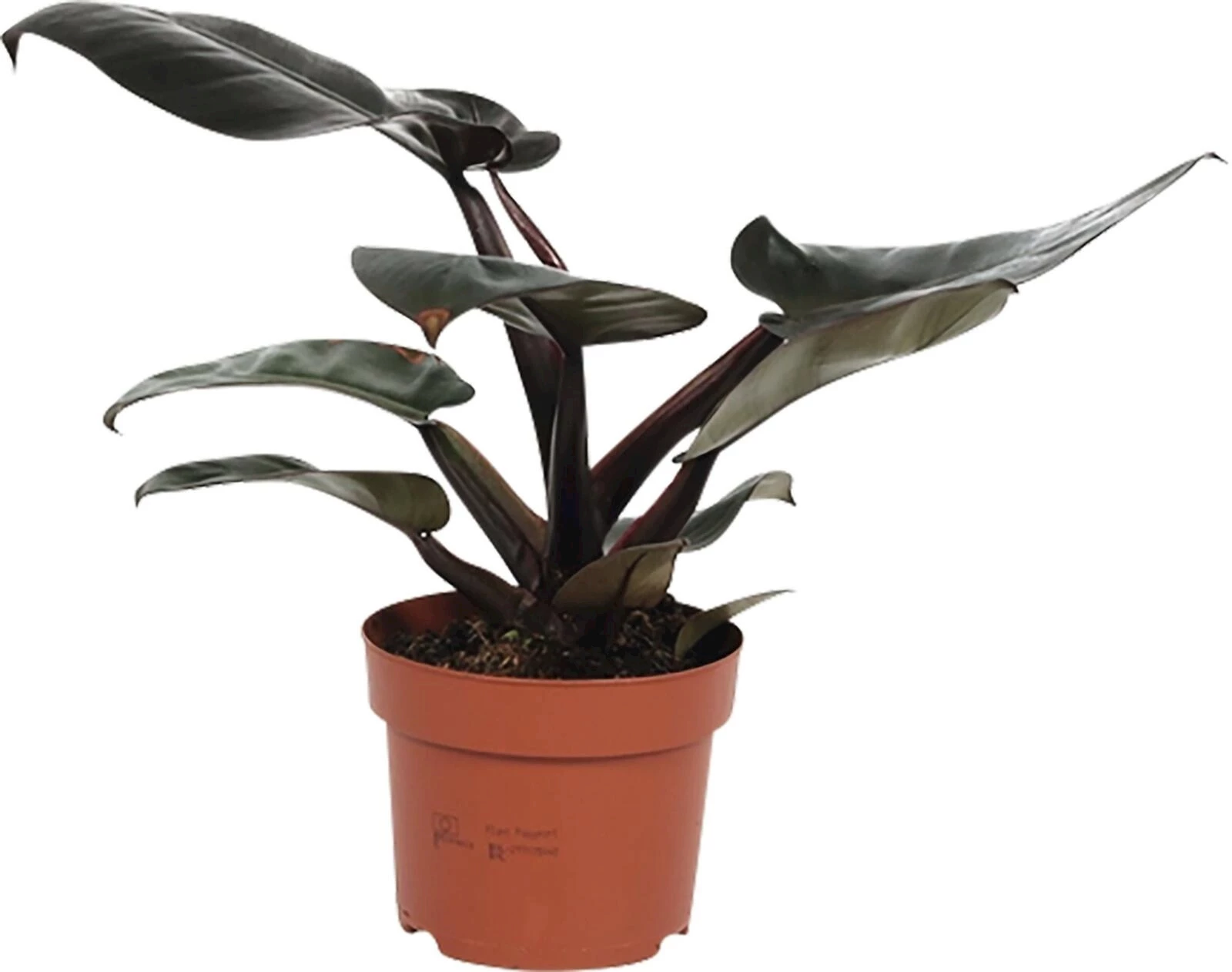 Grünpflanze grossblätterig P12 cm