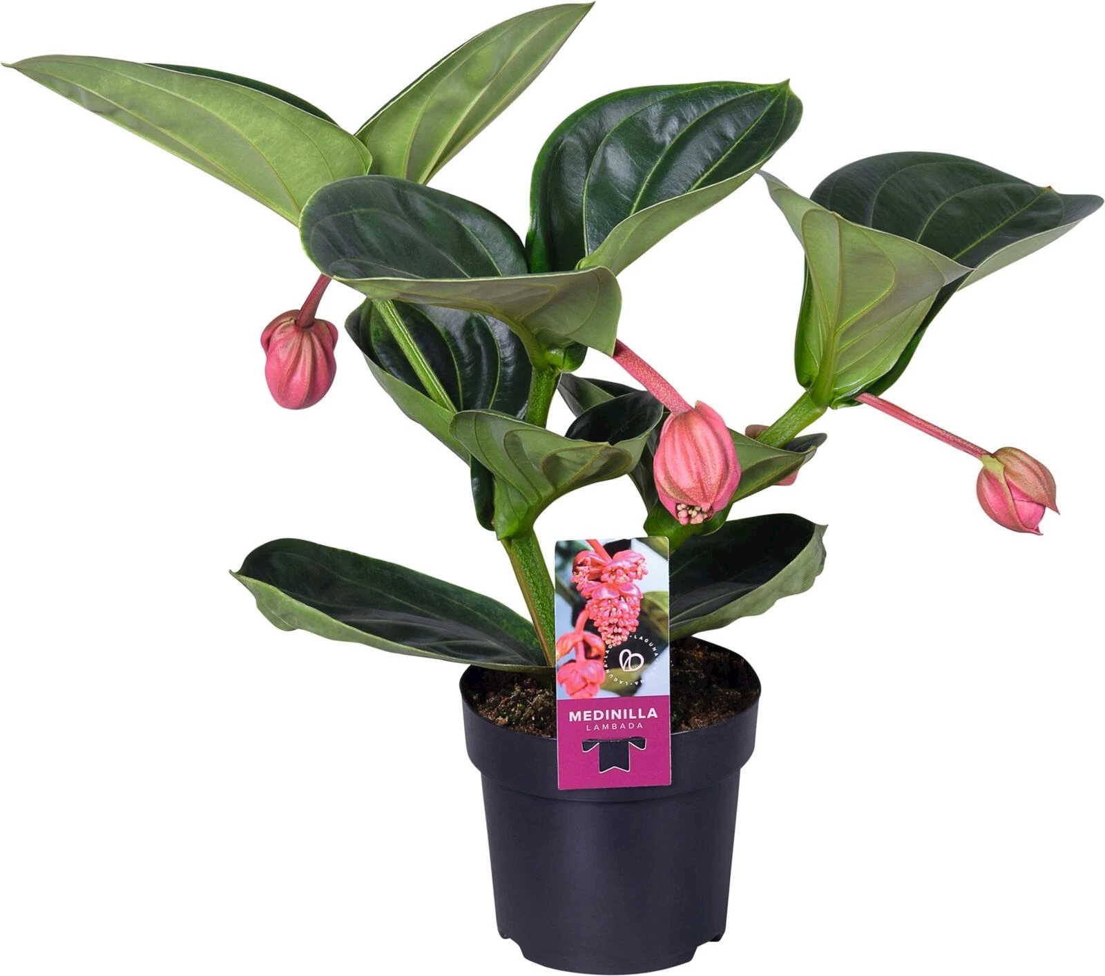 Medinilla Magnifica 3+ P14 cm