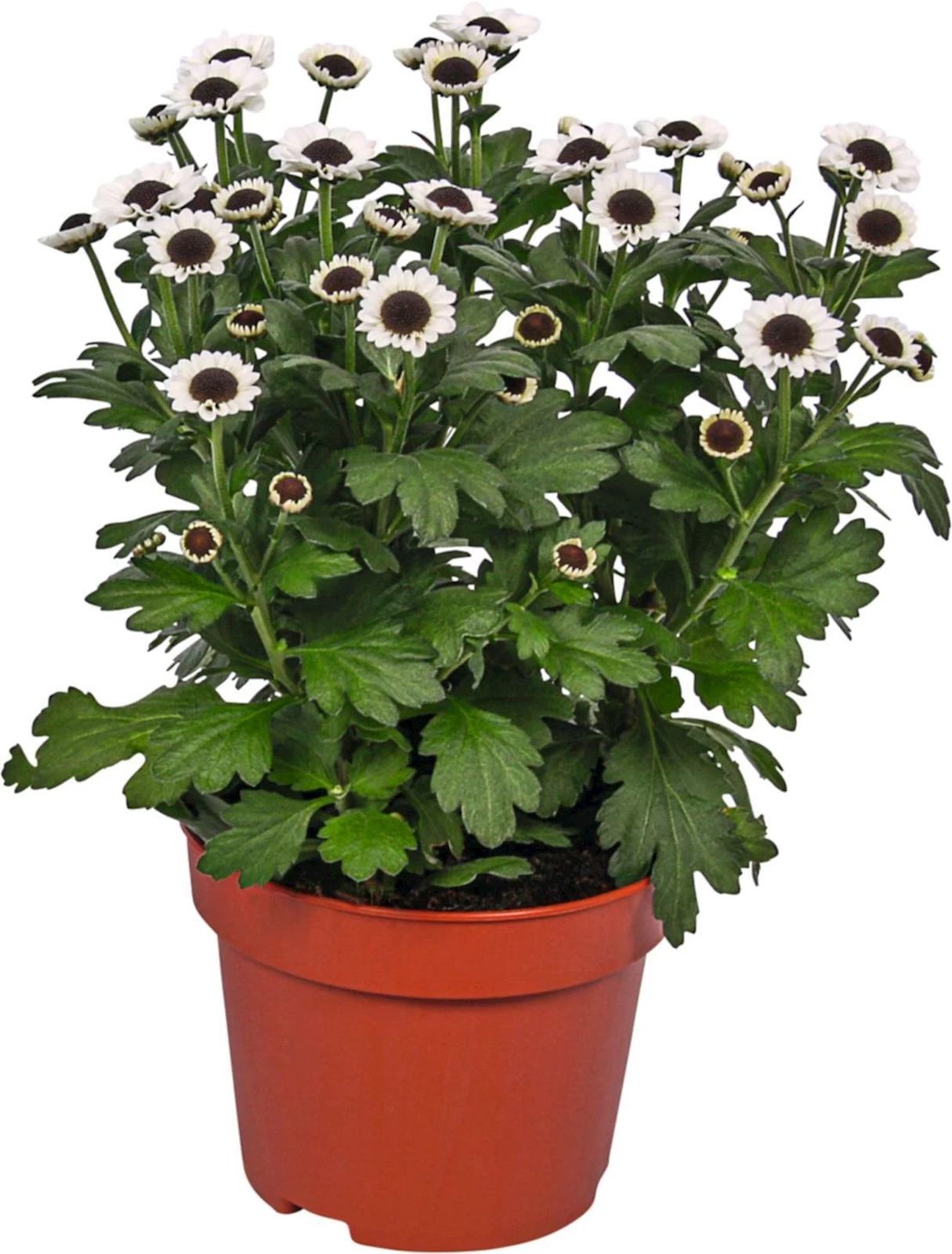 Chrysanthemum Yin Yang P12 cm