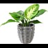 Plante indoor en céramique P6 cm