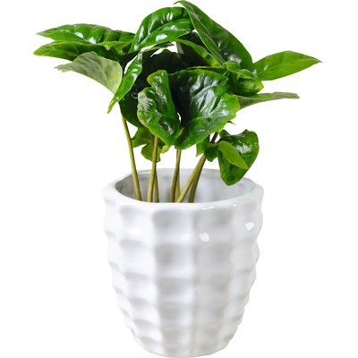 Plante indoor en céramique P6 cm