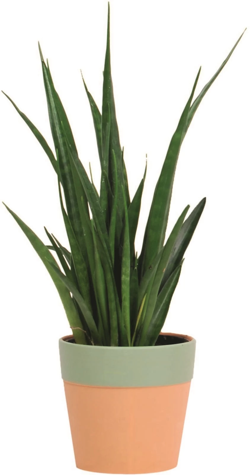 Sansevieria Kirkii Friends P10.5 cm