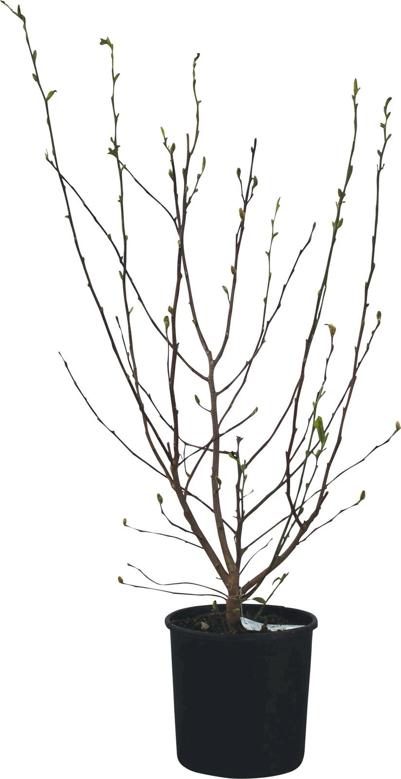 Magnolia Stellata P10 l