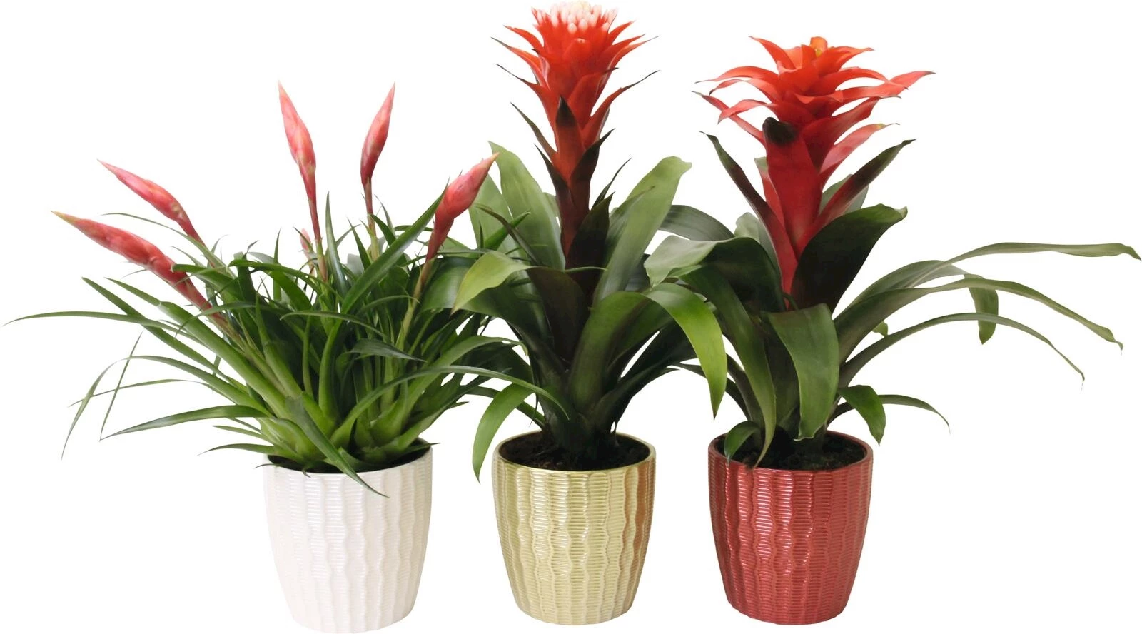 Bromelia festlich  P13 cm