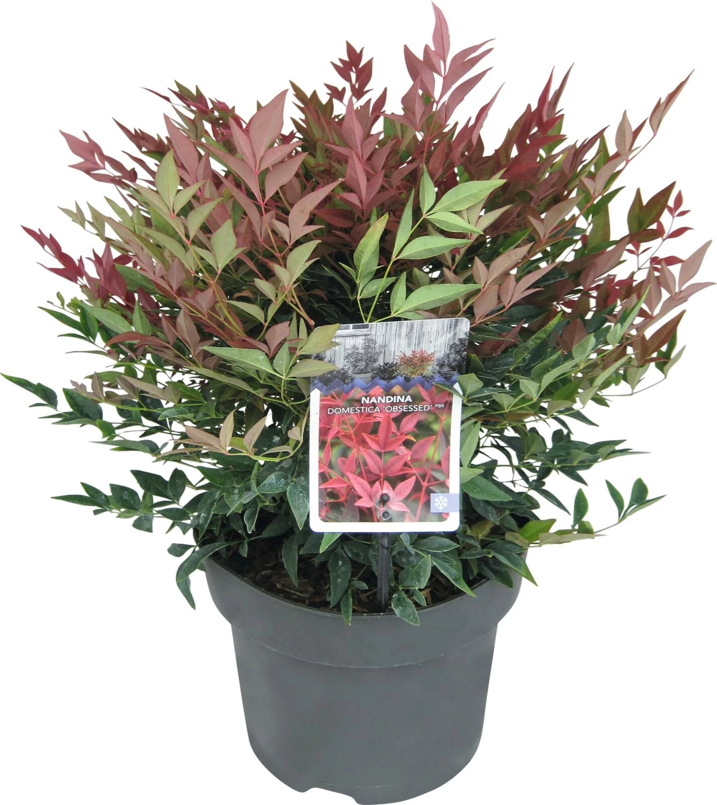 Nandina dom. Obsessed P23 cm