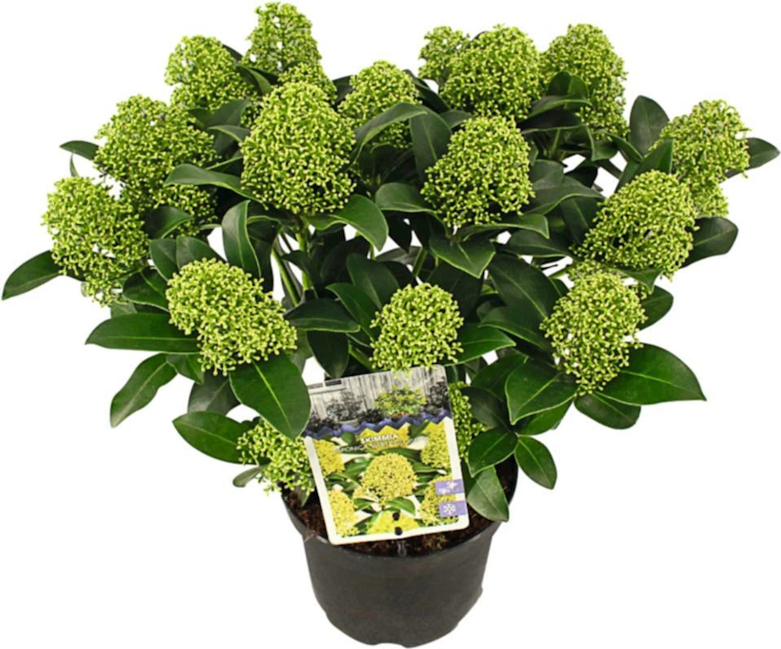 Skimmia jap.White Globe P23 cm
