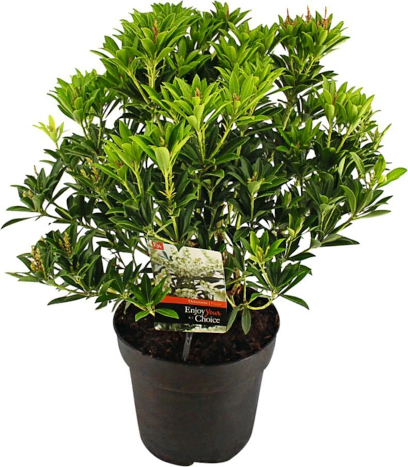 Pieris jap. Debutante P23 cm