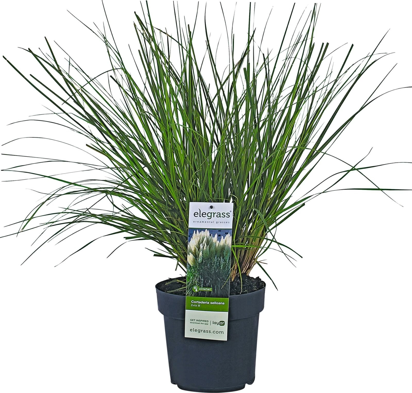 Cortaderia P23 cm