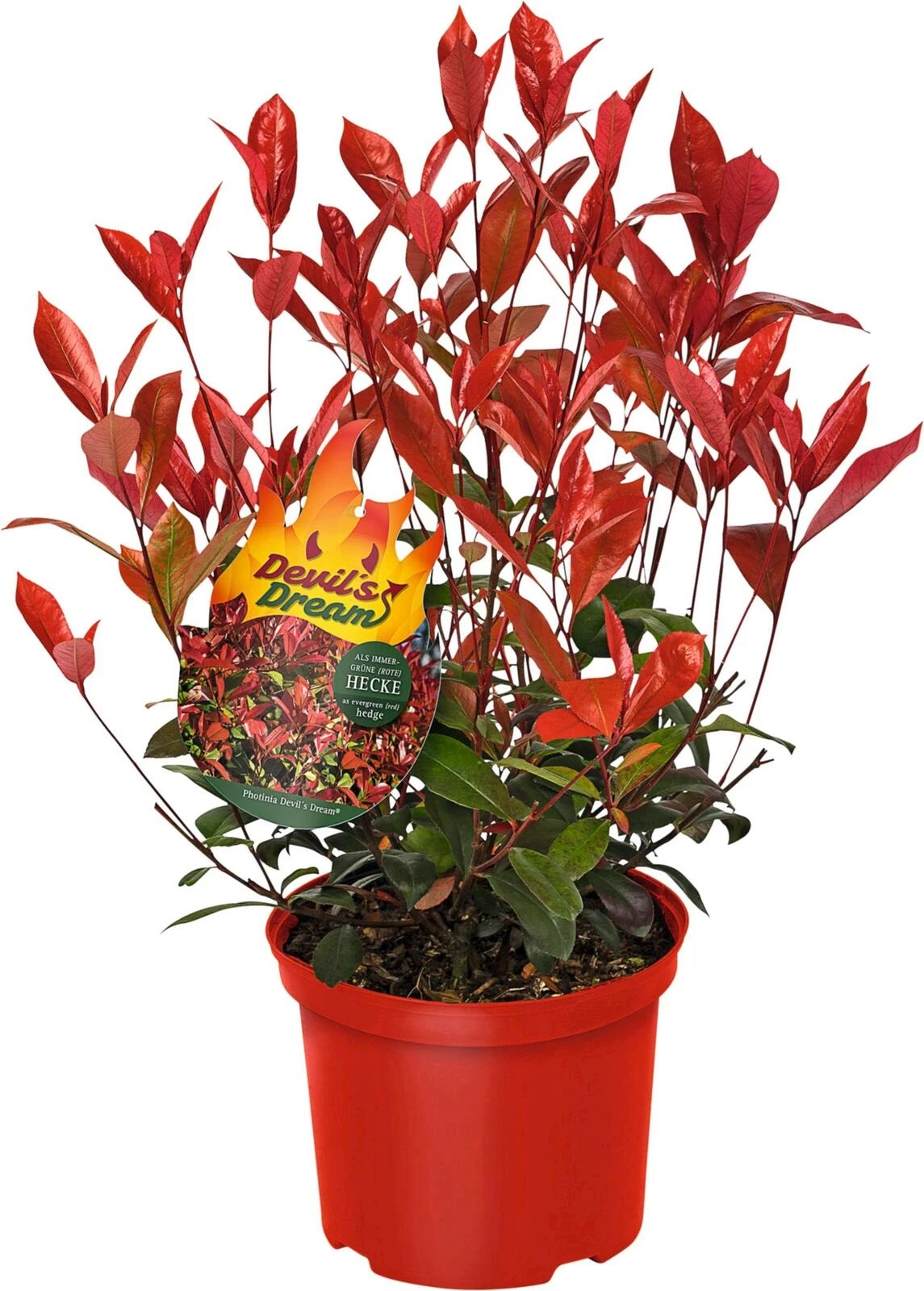 Photinia fraseri Devils Dream P6 l