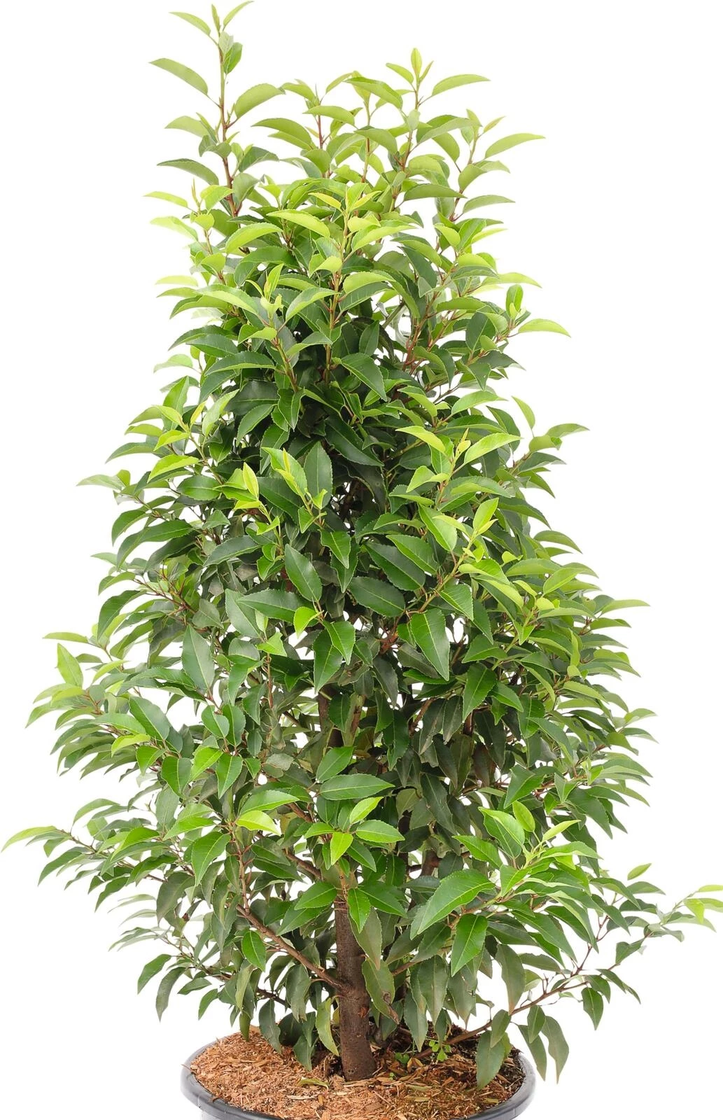 Prunus lusitanica angust. P5 l
