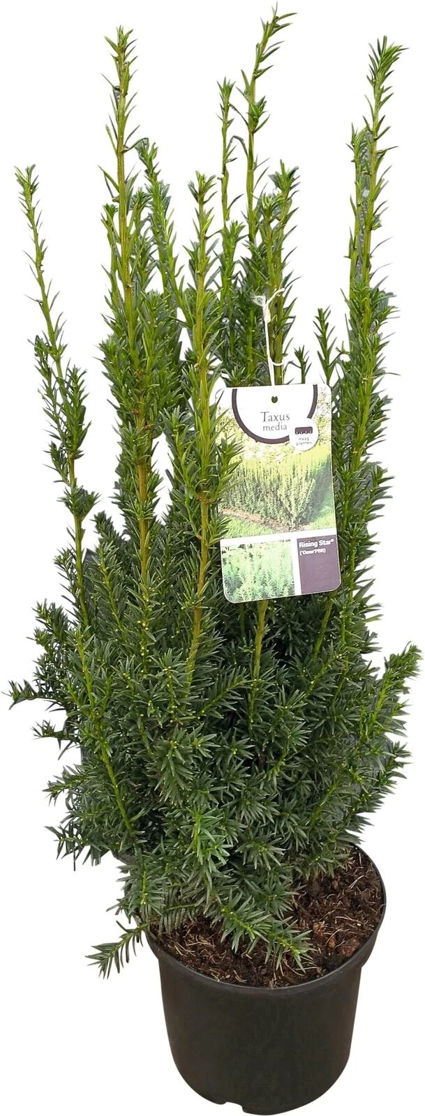 Taxus media Rising Star P23 cm