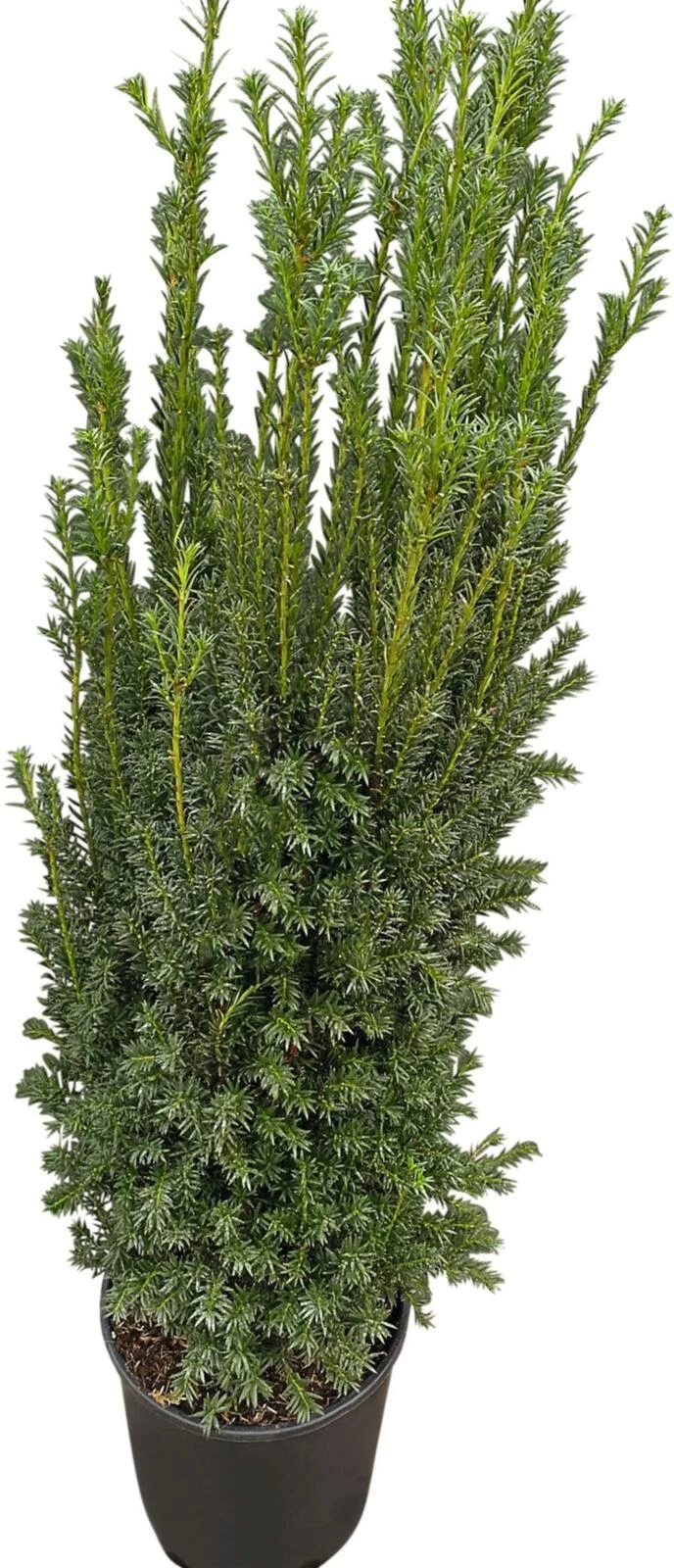 Taxus media Rising Star P30 cm