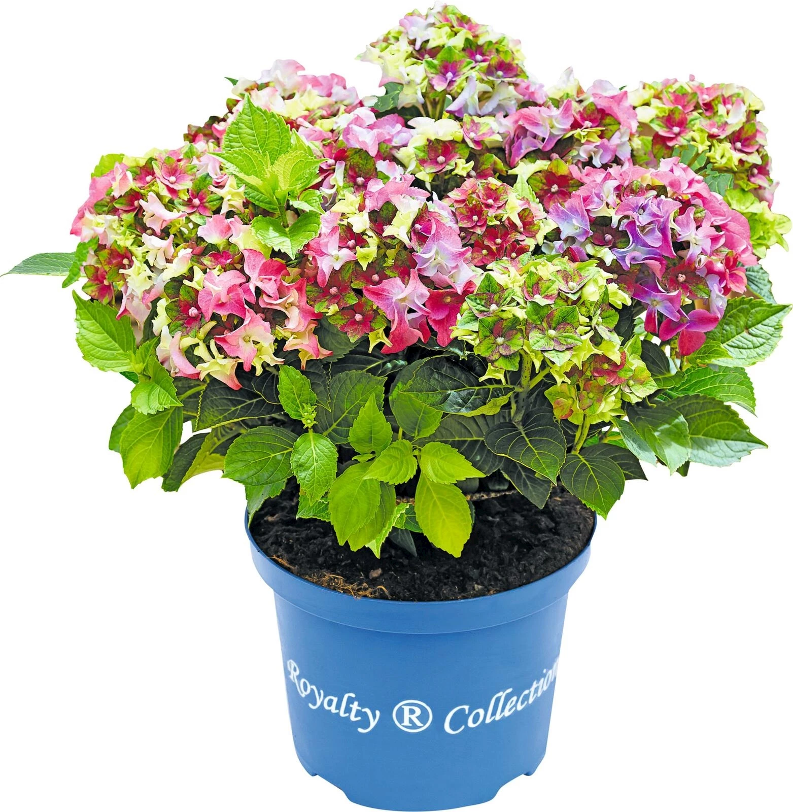 Hydrangea Royality P23 cm