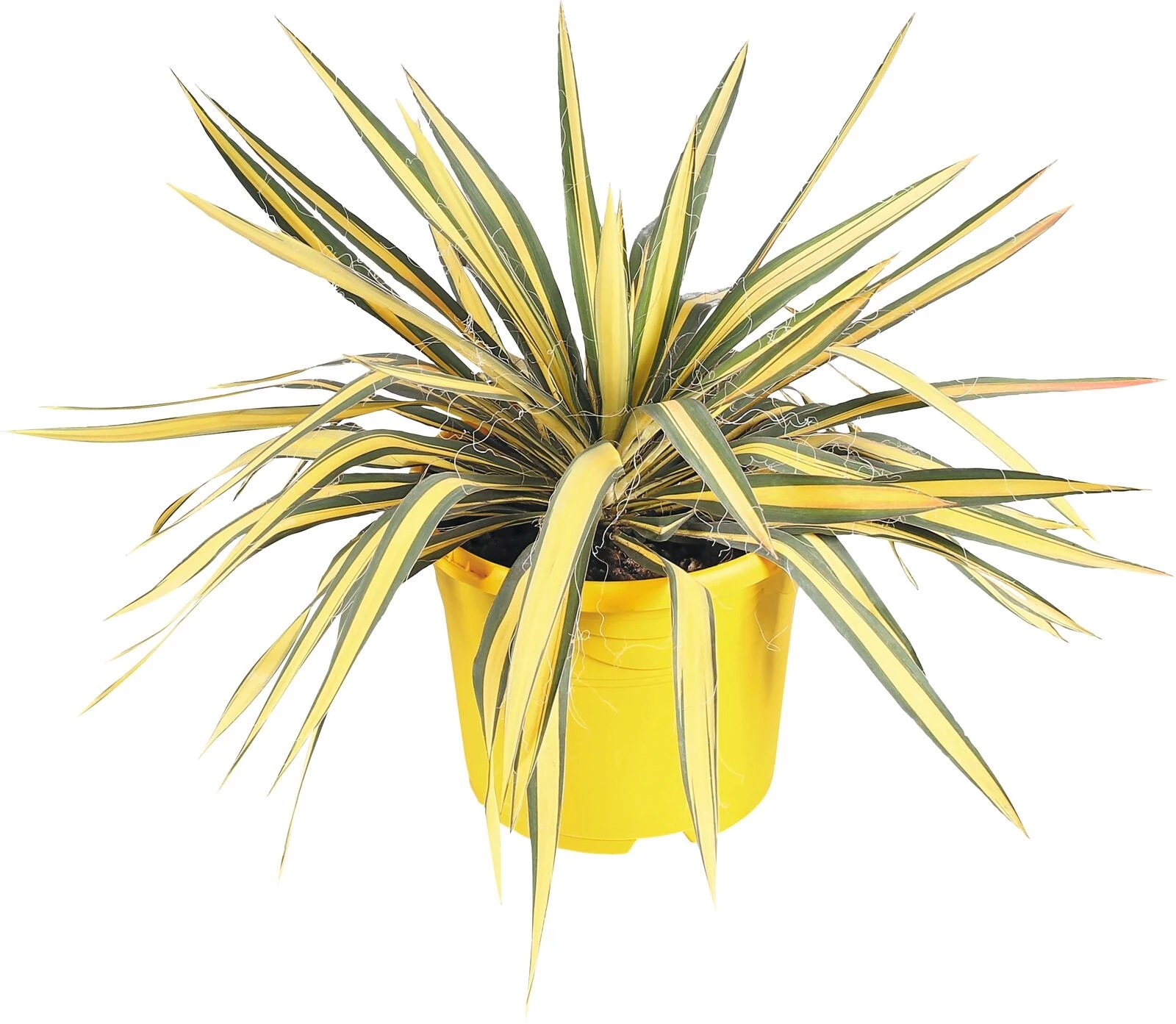 Yucca filamentosa P23 cm