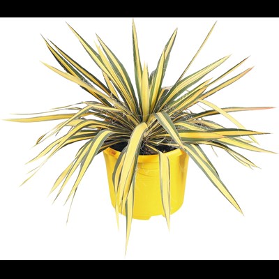 Yucca filamentosa P23 cm