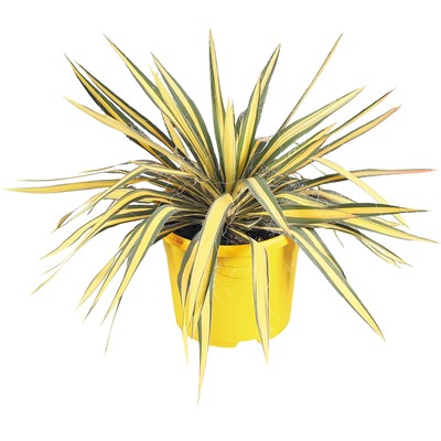 Yucca filamentosa P23 cm