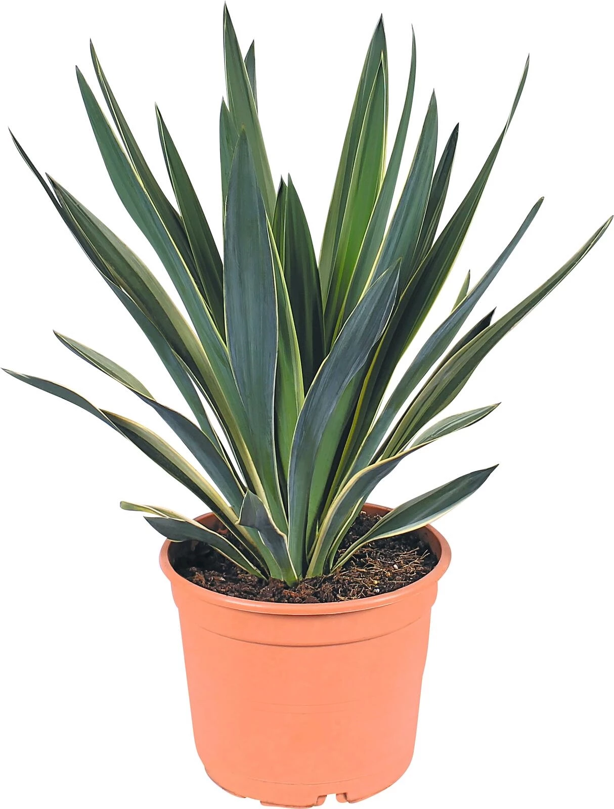 Yucca gloriosa Varie.P26 cm