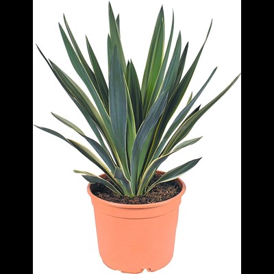 Yucca gloriosa Varie.P26 cm