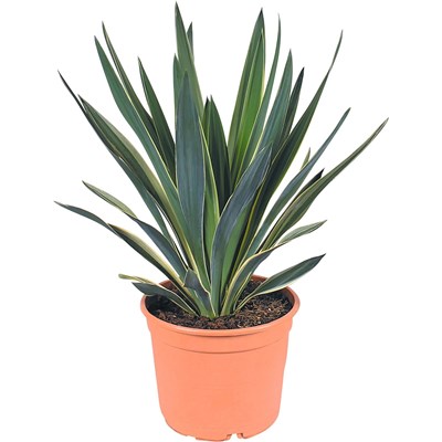 Yucca gloriosa Varie.P23 cm