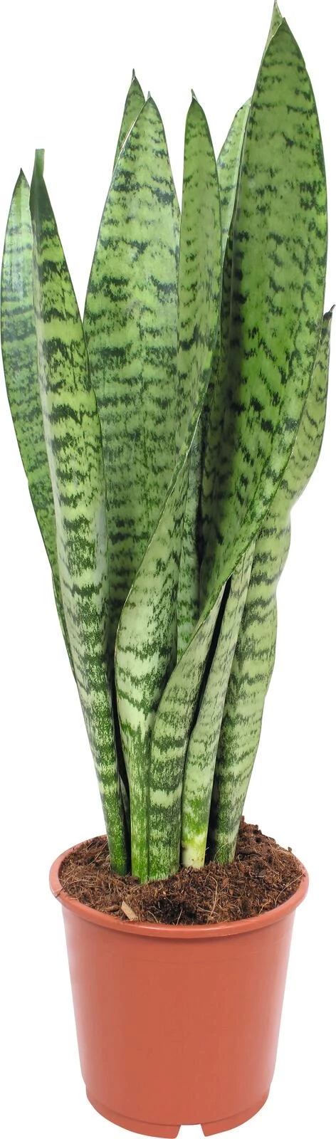 Sansevieria Zeylanica P14 cm
