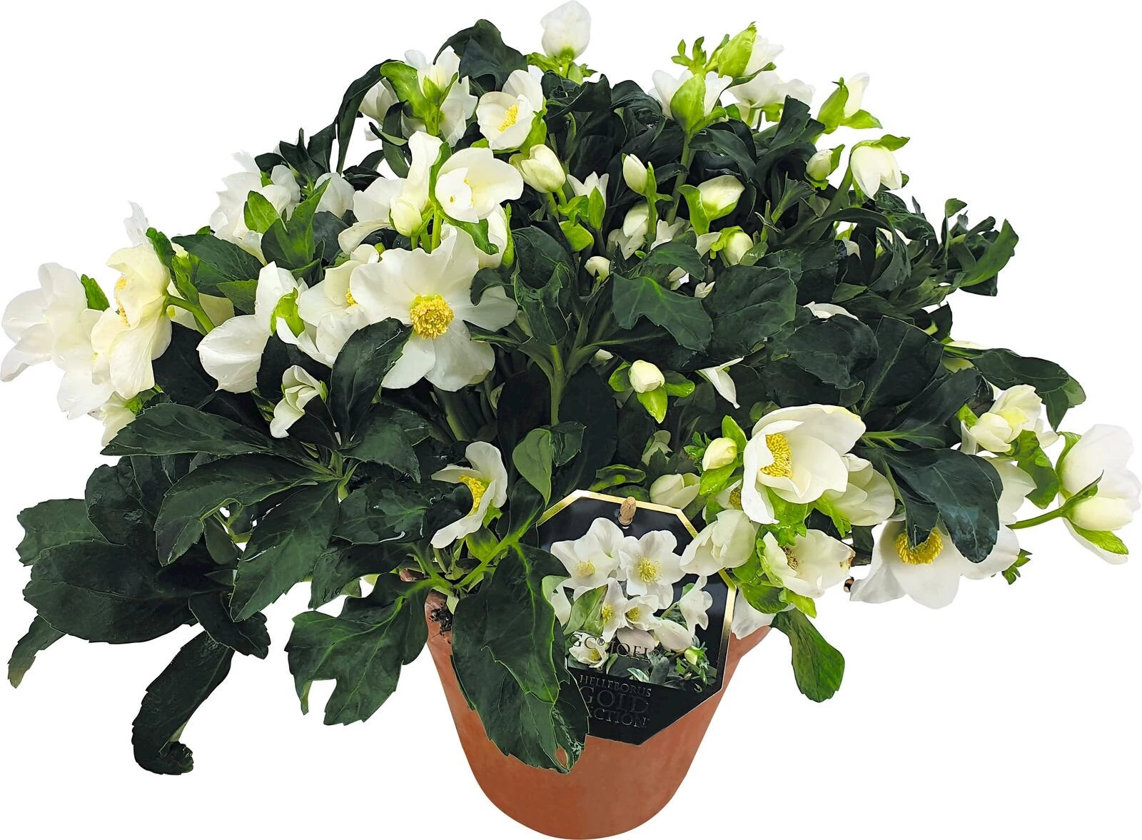 Helleborus HGC en pot pierre P19 cm