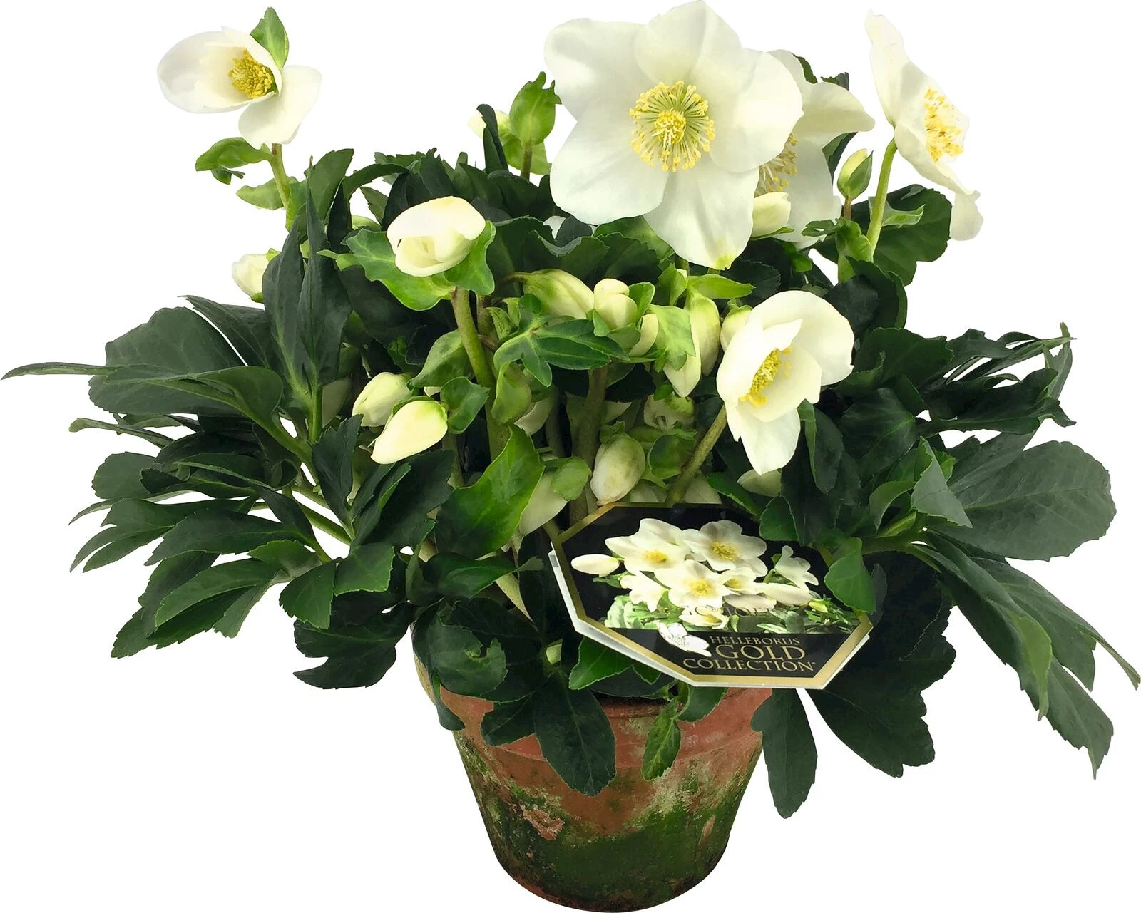 Helleborus HGC im Steintopf P15 cm