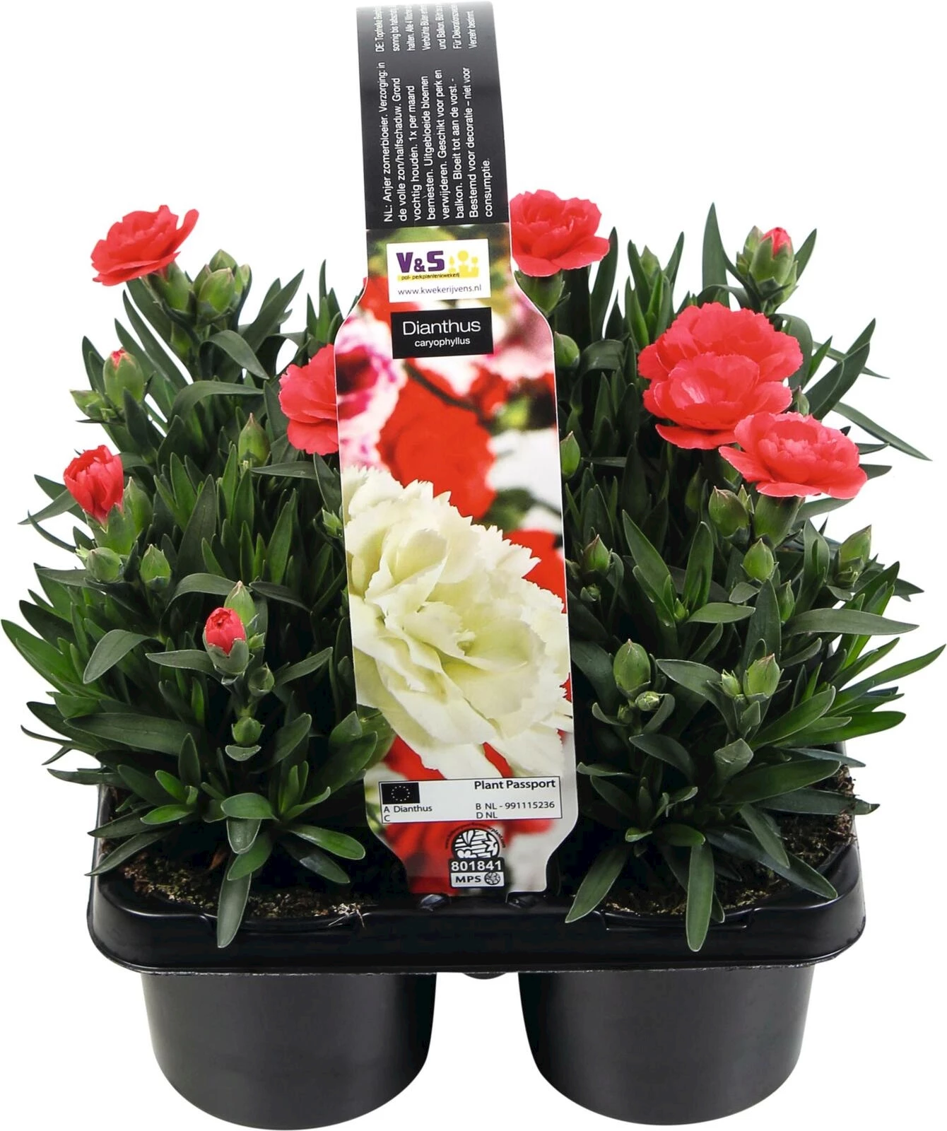 Dianthus 4er Set