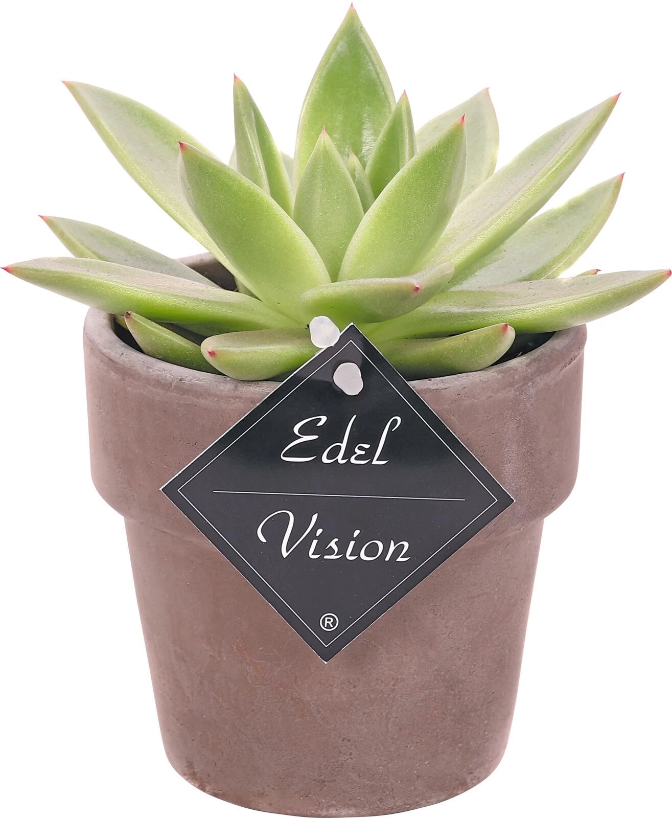 Sukkulenten im UT P10 cm