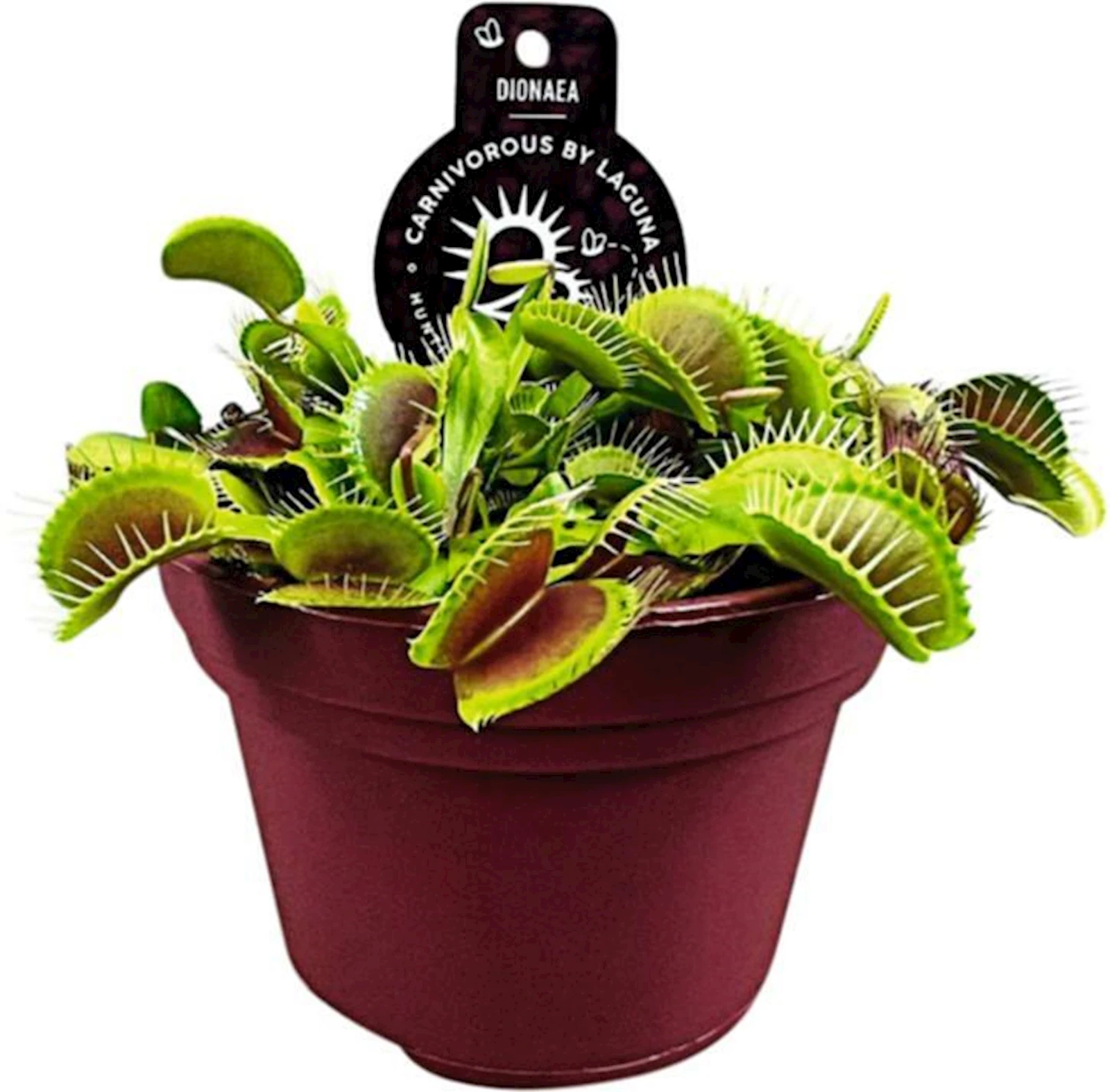 Dionaea P12 cm