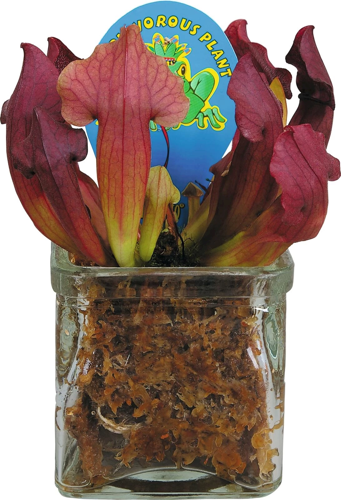 Sarracenia Mix UT P8 cm