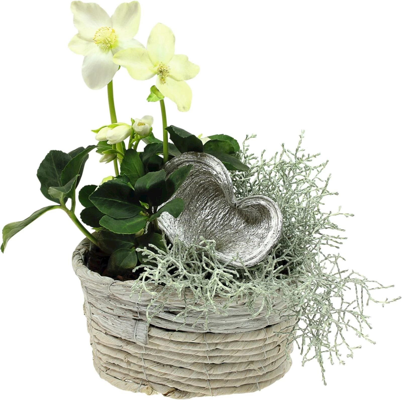 Helleboruskorb oval kl P19x14 cm