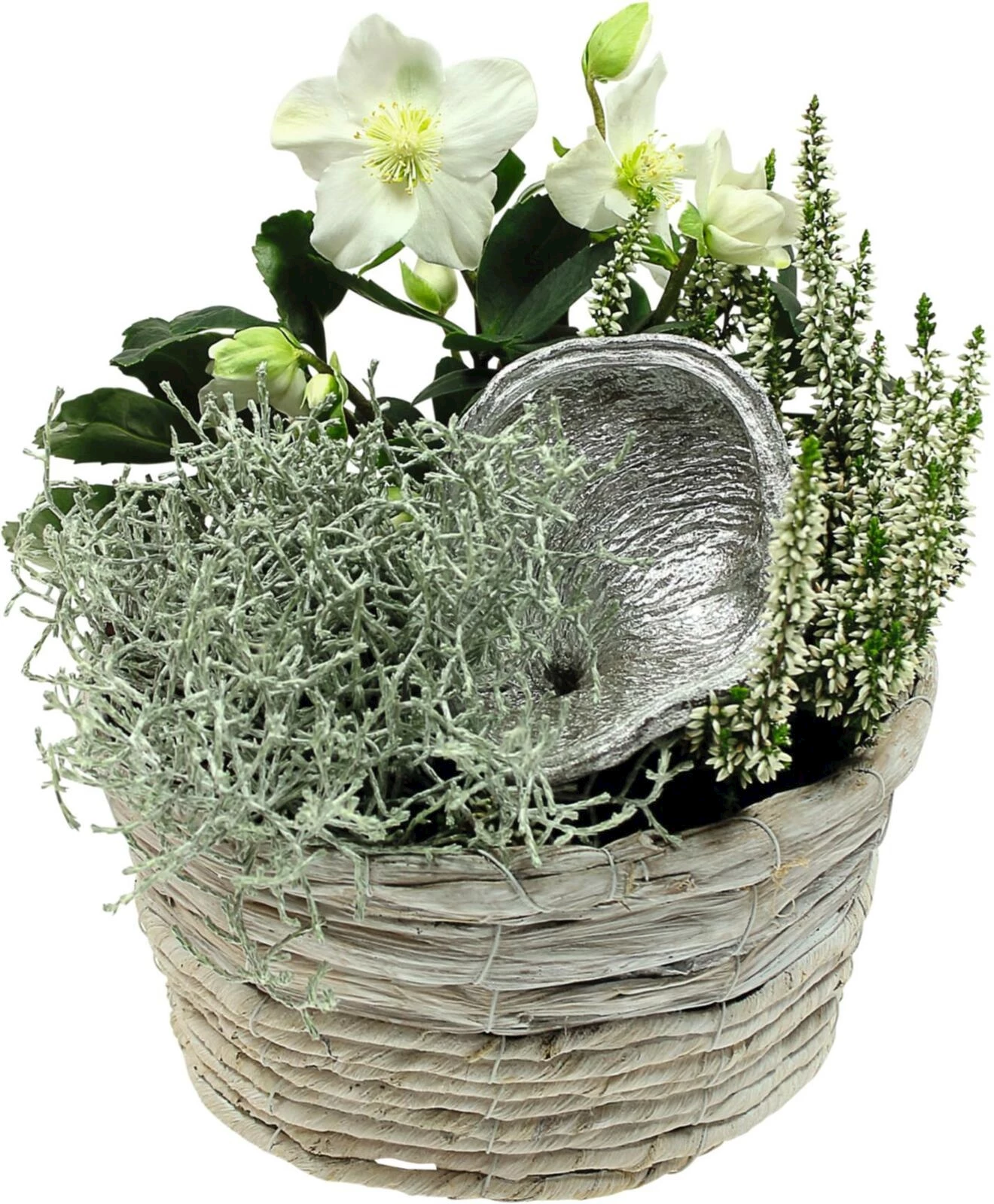 Helleboruskorb rund P19 cm