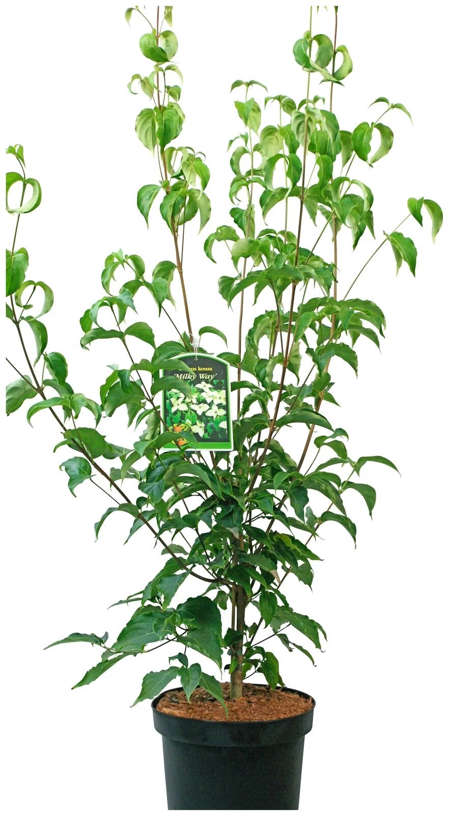 Cornus Kousa Mix P26 cm