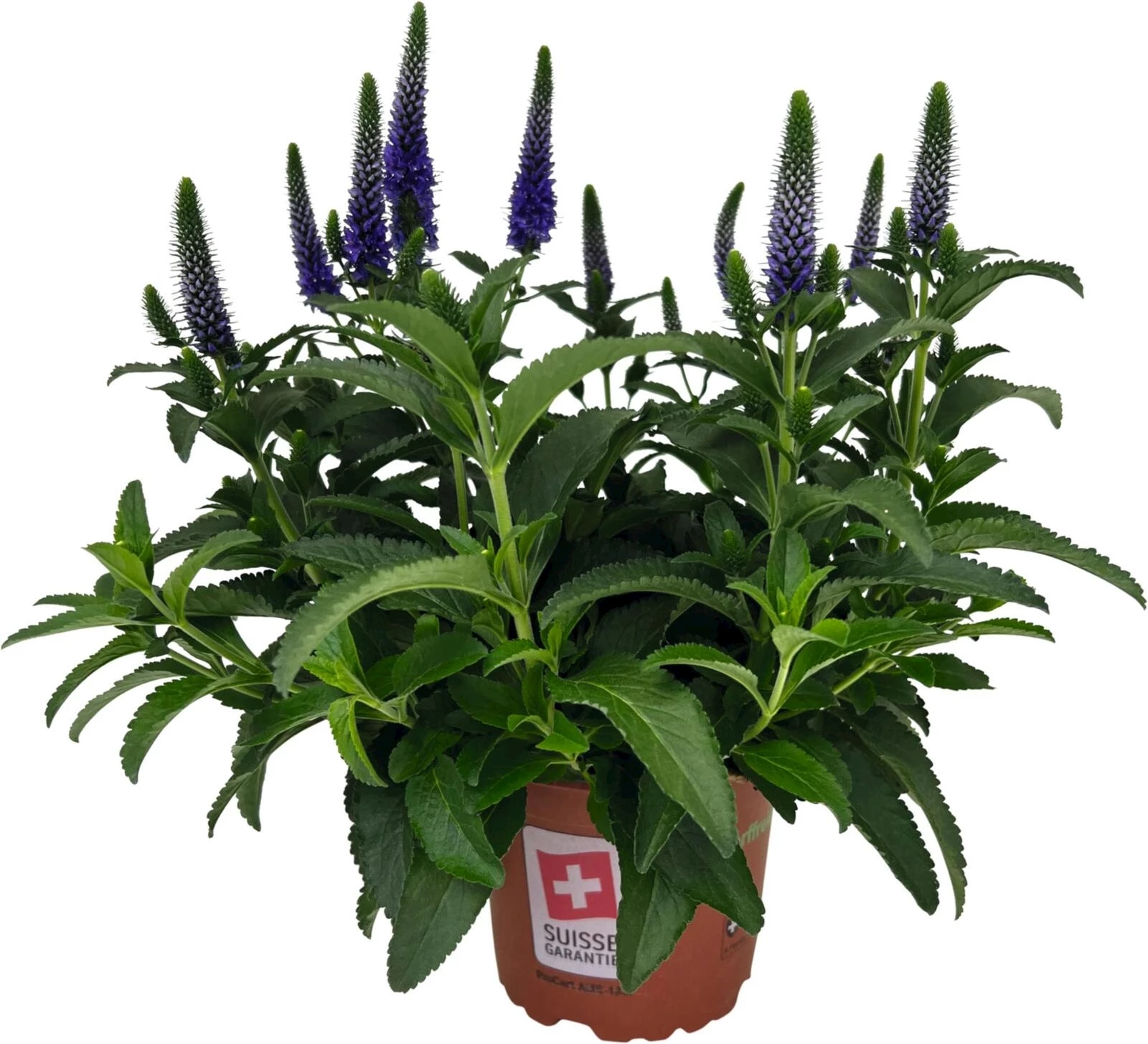 Veronica Anniversary P12 cm