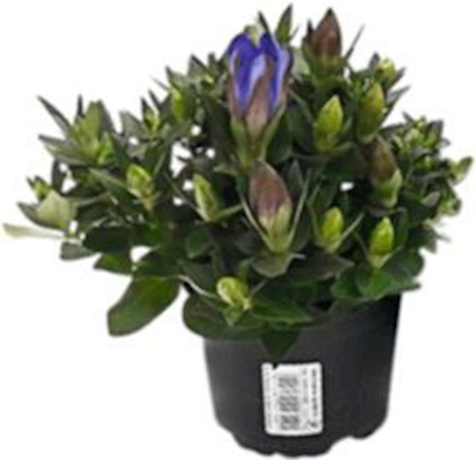 Gentiana Scabra Luis P10.5 cm
